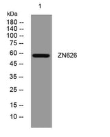 ZN626 rabbit pAb