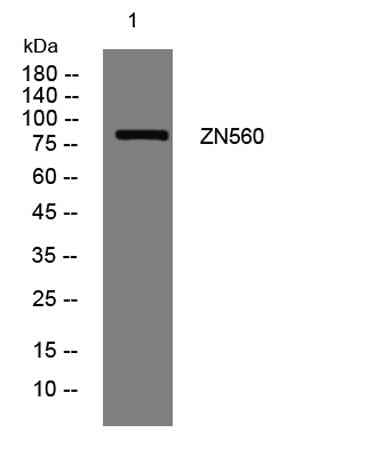 ZN560 rabbit pAb