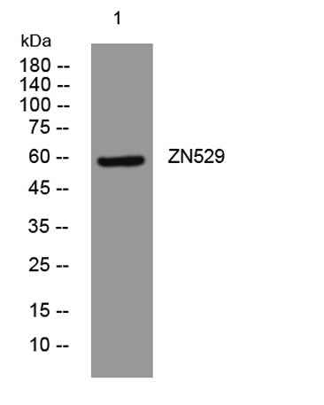 ZN529 rabbit pAb