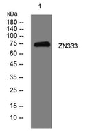 ZN333 rabbit pAb
