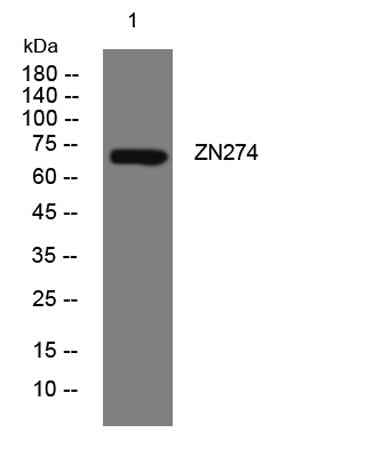 ZN274 rabbit pAb
