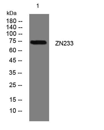 ZN233 rabbit pAb
