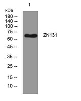 ZN131 rabbit pAb