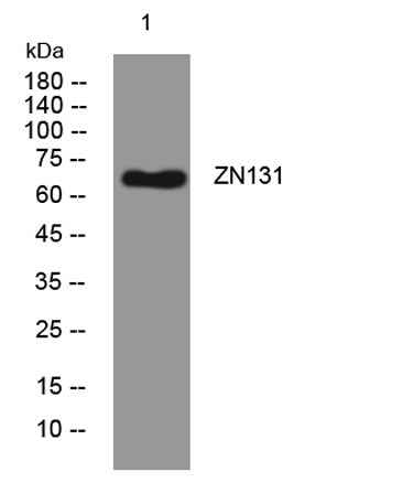 ZN131 rabbit pAb
