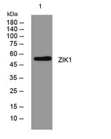 ZIK1 rabbit pAb