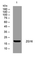 ZG16 rabbit pAb 50µL/100µL
