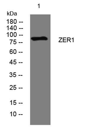 ZER1 rabbit pAb
