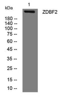 ZDBF2 rabbit pAb