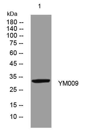 YM009 rabbit pAb