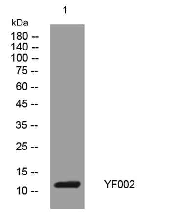 YF002 rabbit pAb