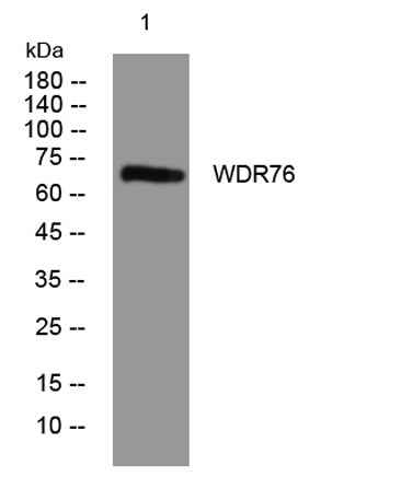 WDR76 rabbit pAb