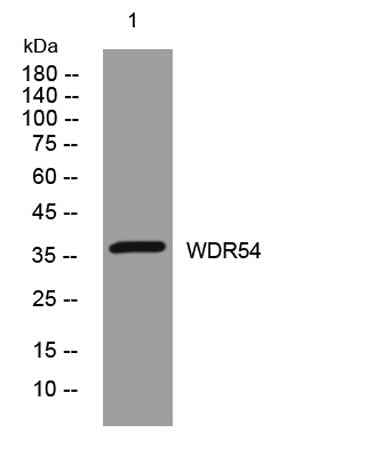 WDR54 rabbit pAb