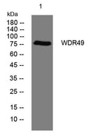 WDR49 rabbit pAb