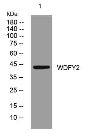WDFY2 rabbit pAb