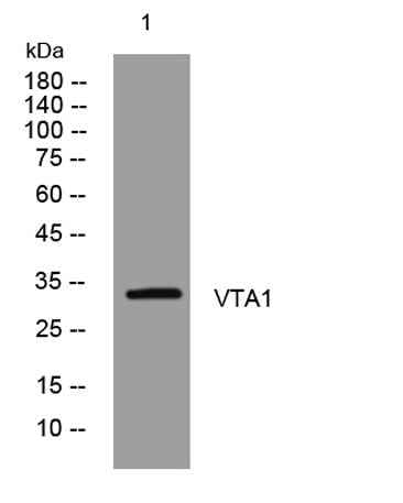 VTA1 rabbit pAb