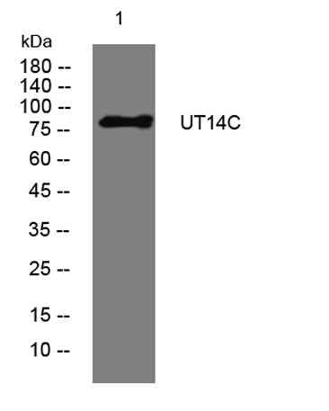 UT14C rabbit pAb
