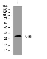 USE1 rabbit pAb 50µL/100µL
