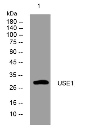 USE1 rabbit pAb 50µL/100µL