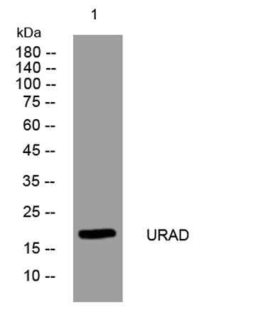 URAD rabbit pAb
