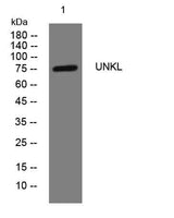 UNKL rabbit pAb