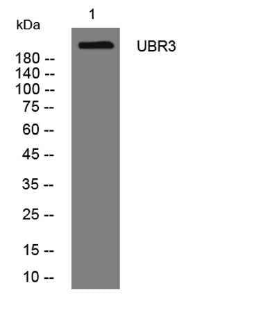 UBR3 rabbit pAb