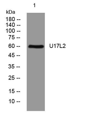 U17L2 rabbit pAb