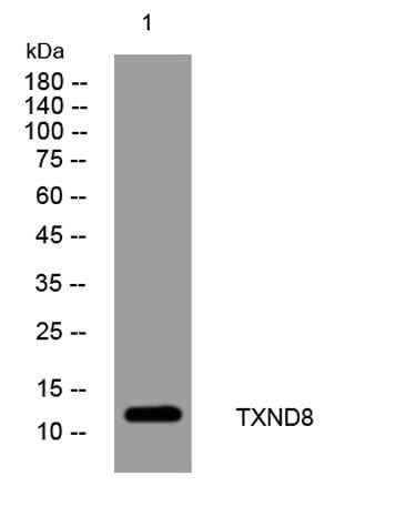 TXND8 rabbit pAb