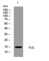TVC rabbit pAb