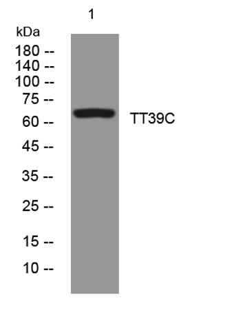 TT39C rabbit pAb