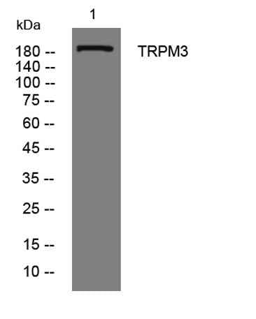 TRPM3 rabbit pAb