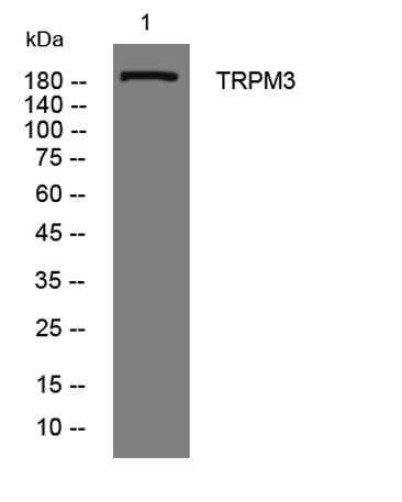 TRPM3 rabbit pAb