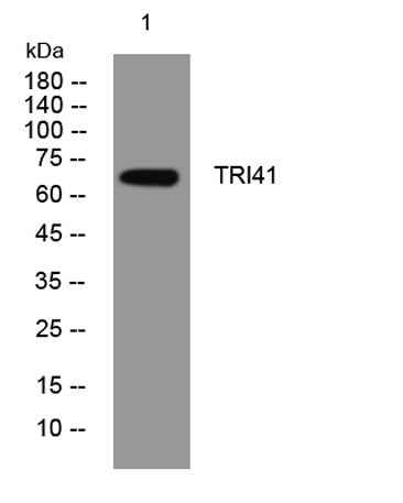 TRI41 rabbit pAb
