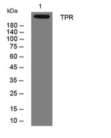 TPR rabbit pAb
