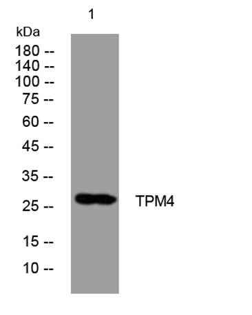 TPM4 rabbit pAb