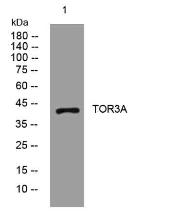 TOR3A rabbit pAb