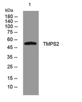 TMPS2 rabbit pAb