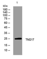TM217 rabbit pAb