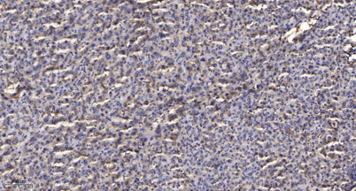 TIF1β (phospho-Ser824) rabbit pAb 50µL/100µL