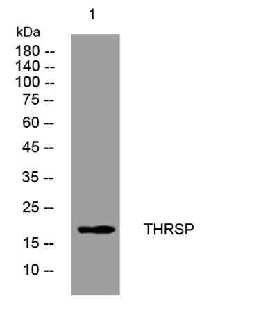THRSP rabbit pAb