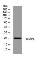 THAP6 rabbit pAb