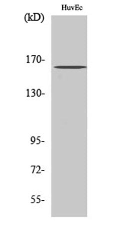 Bcr (phospho Tyr177) rabbit pAb 50µL/100µL