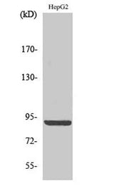 Calnexin (phospho Ser583) rabbit pAb