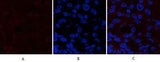 Catenin-β (phospho Ser37) rabbit pAb