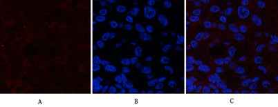 Catenin-β (phospho Ser37) rabbit pAb