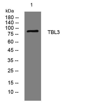 TBL3 rabbit pAb