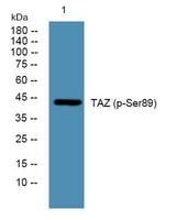 TAZ (phospho-Ser89) rabbit pAb