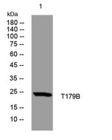 T179B rabbit pAb