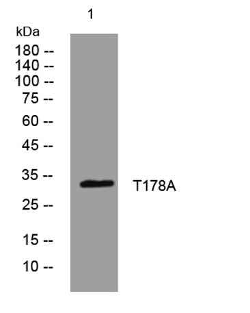 T178A rabbit pAb