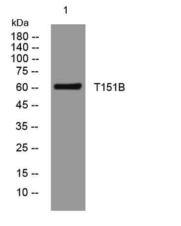 T151B rabbit pAb