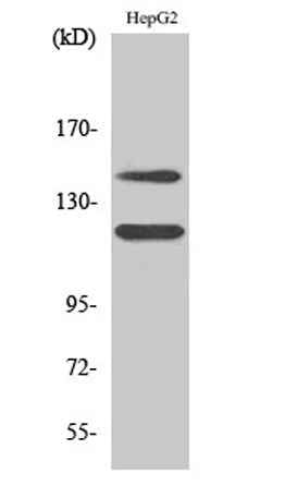 c-Kit (phospho Tyr721) rabbit pAb